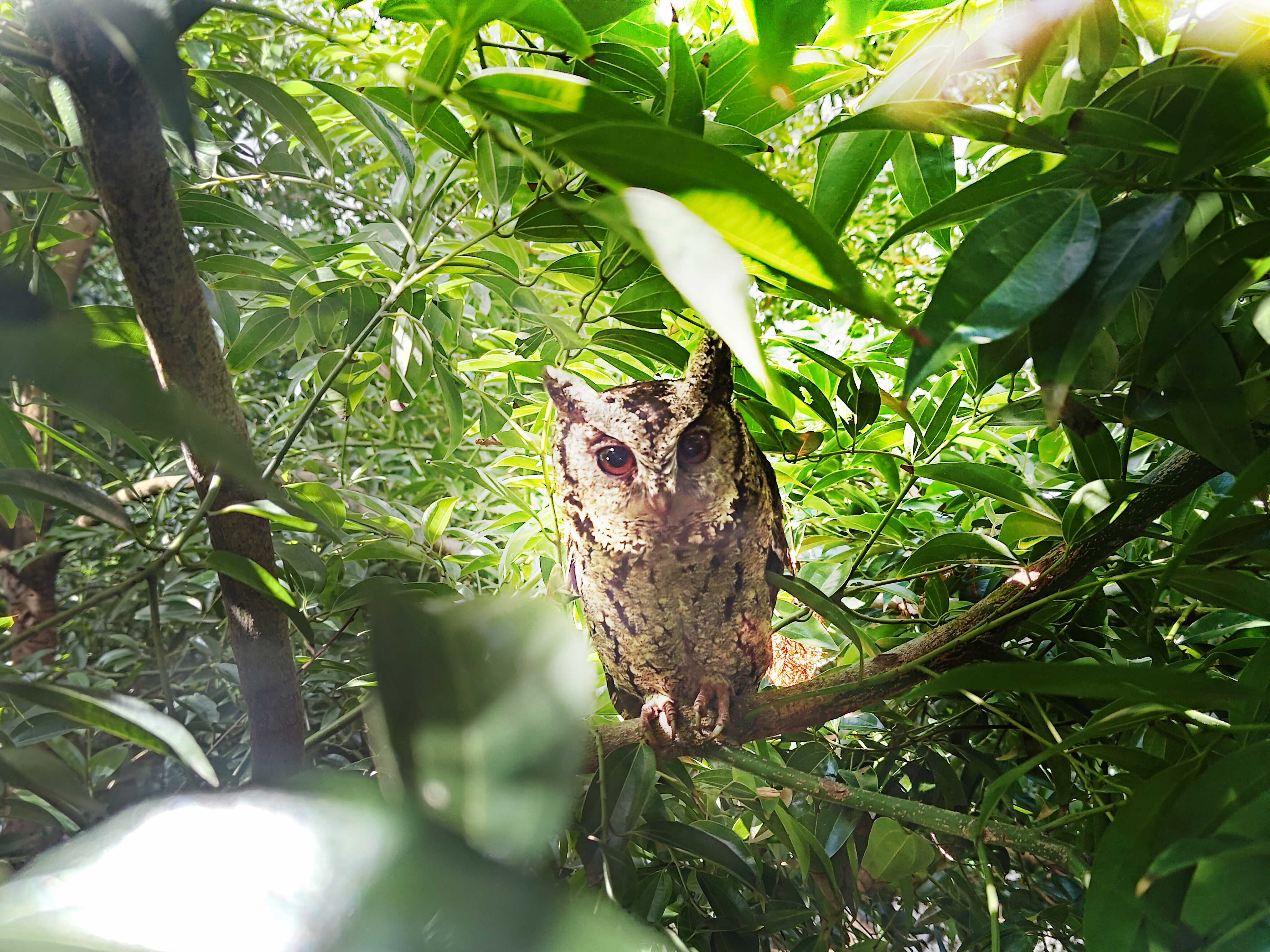 申博太陽城致力提倡凈零綠生活，16年以來在全球各廠區(qū)植樹逾百萬棵，造就各廠區(qū)樹木蔚然成林，猶如森林工廠，成為許多生物的棲息地